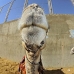 camel_giza_cai_v_0013_egy0081.jpg